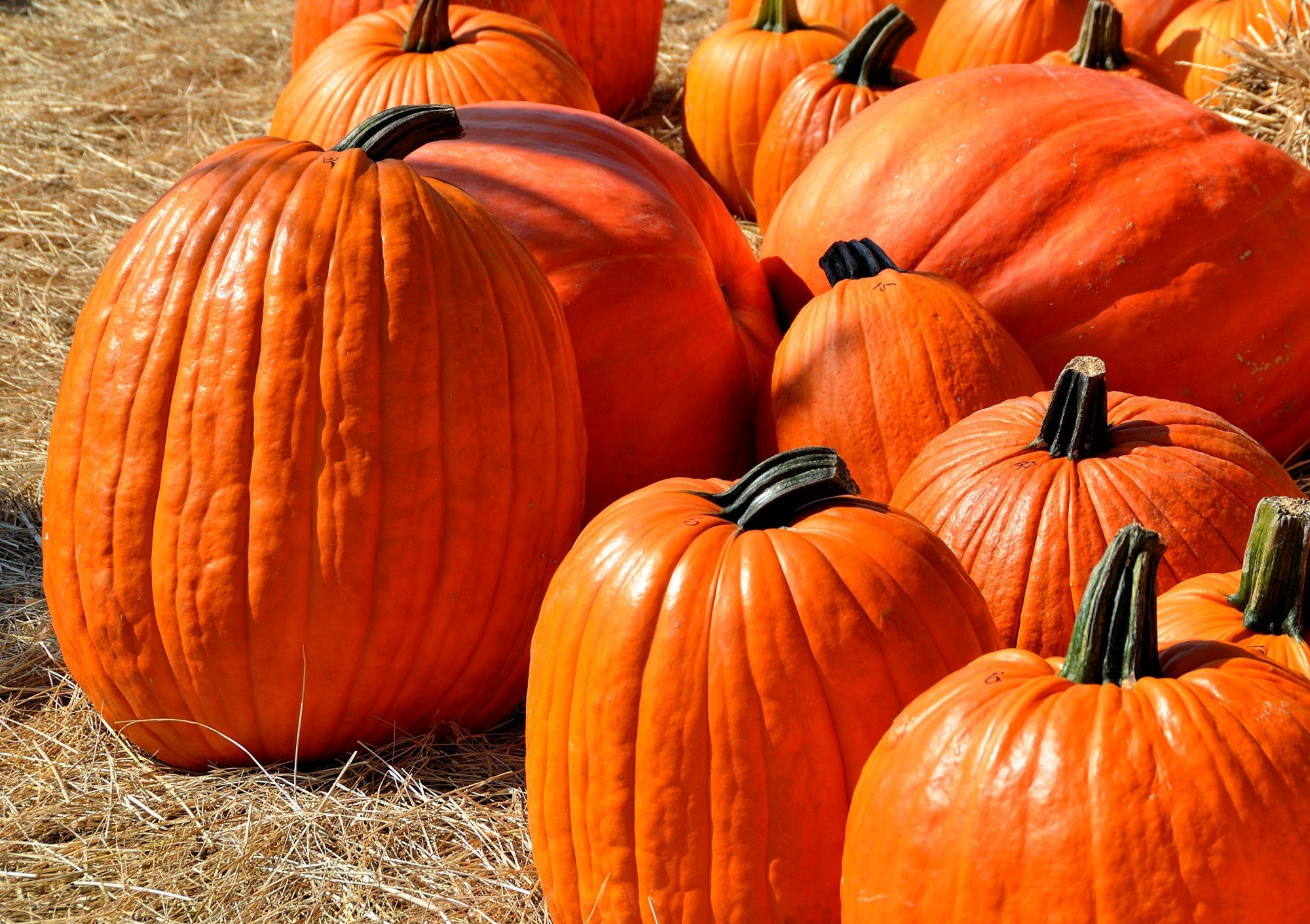Halloween Activities for Adults in Lafayette, IN